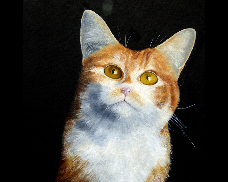 Kitten